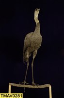 藏品(白頭鶴)的圖片